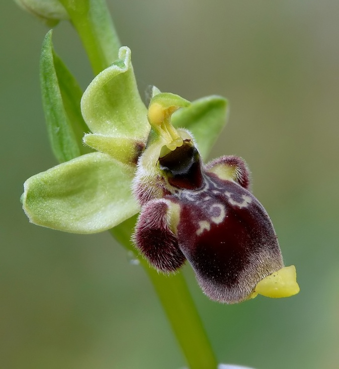 Ophrys conradiae